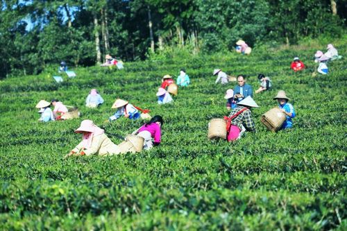 白沙 金融 保险 双轮驱动 助推茶产业高质量发展