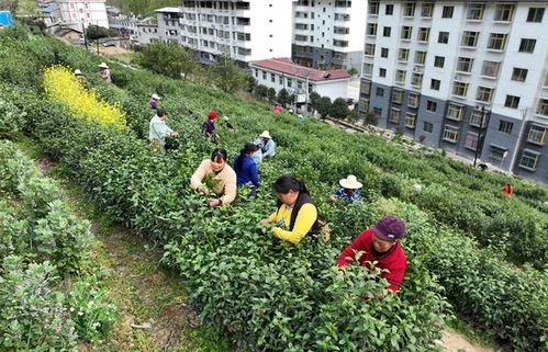 紫阳 以茶为媒 的乡村振兴之路