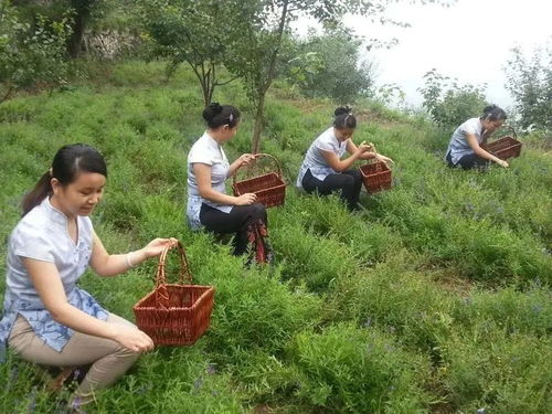 张建民 京西山茶播种者,绿色致富领头人