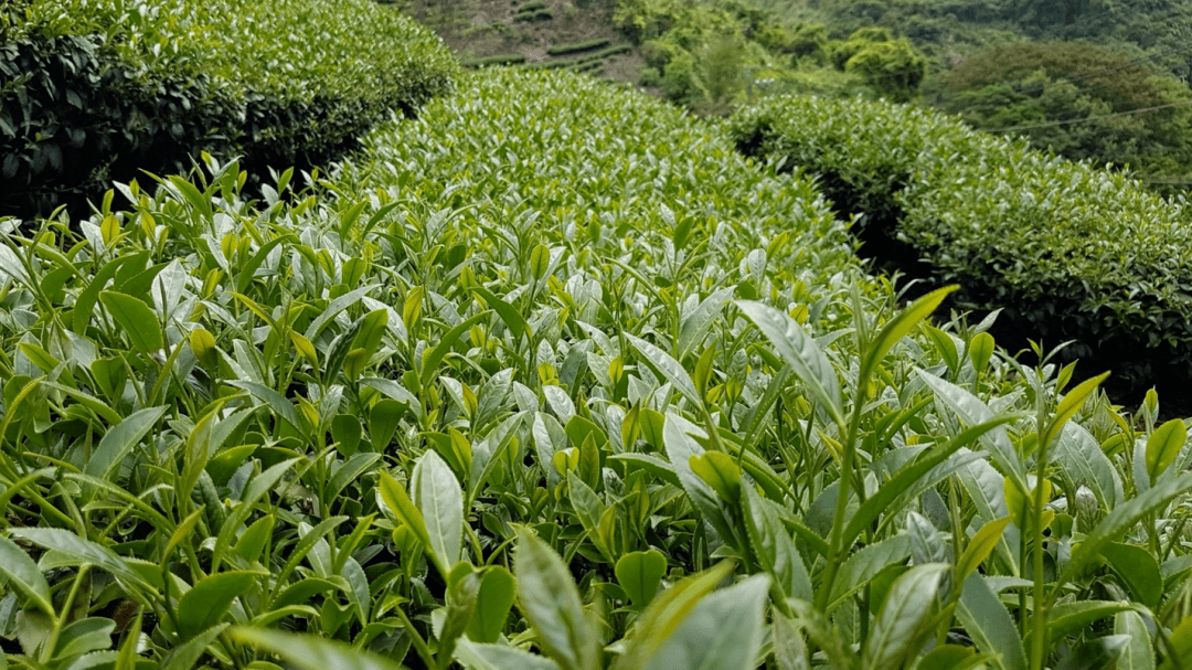 这款乌龙茶,自带高级奶香!