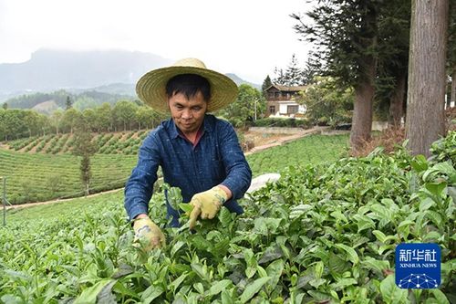 乡村新 茶道 丨生态兴茶, 古茶树之乡 的绿色发展