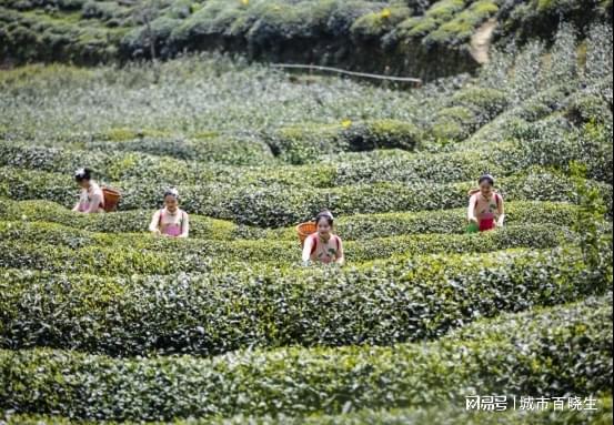 杭州千岛湖畔有一颗千年老茶树,竟是西湖龙井茶的祖先