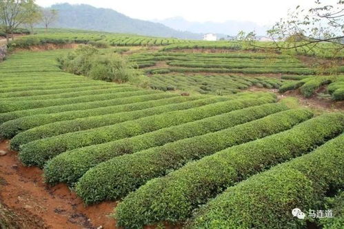 一盒茶礼 12种武夷岩茶