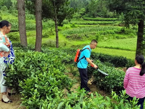 都匀 抓好夏秋茶管护壮大 茶叶经济