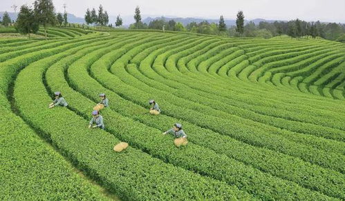 茶正式被美国纳入健康食品 对茶行业有何影响