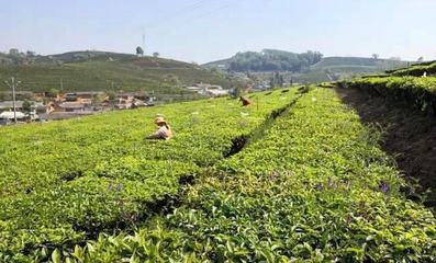 一周茶事丨【茗闻天下·茶讯微周刊】第二百八十一期