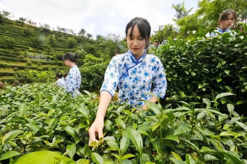 河源茶叶 升值记 一片小叶子,撑起25亿大产值