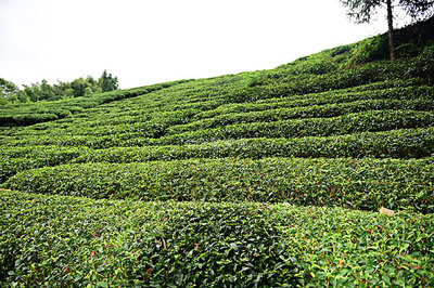 茶园茶叶图片-茶园茶叶背景图-茶园茶叶背景图片-茶园茶叶