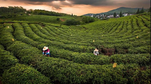 强化茶叶科技推广,助力乡村全面振兴